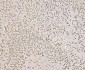 Anti-SND1 Antibody Picoband™ (monoclonal, 5F5E9)